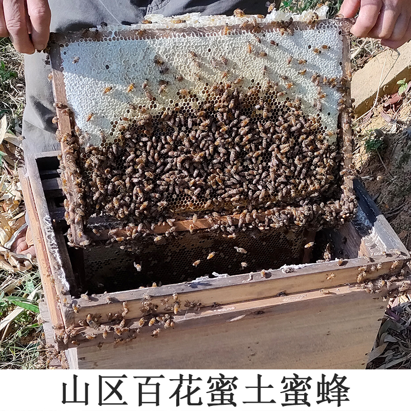 蜂蜜纯正天然无添加野生土蜂蜜农家自产正宗结晶百花枣花槐花峰蜜