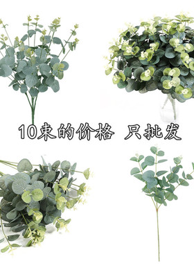 唐思浙江金钱草单支便宜铜钱草