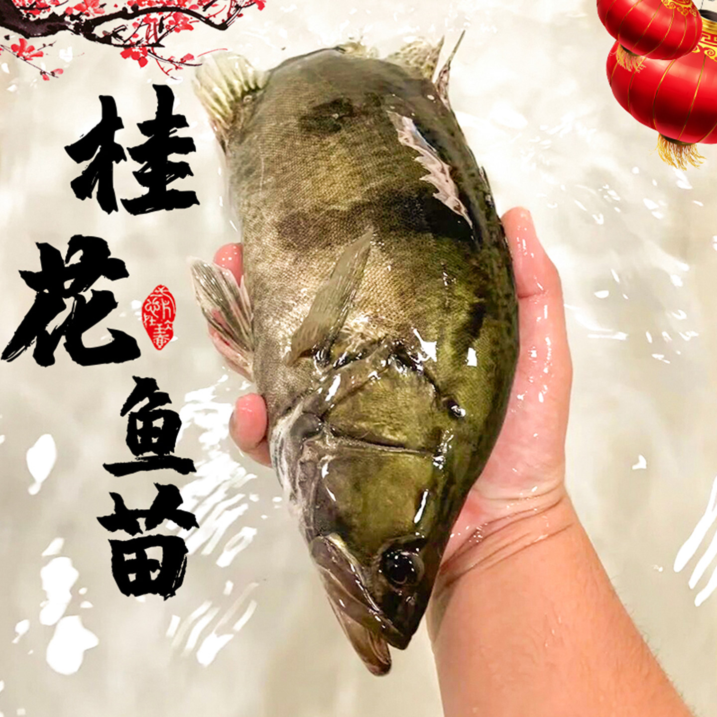 淡水桂花鱼苗 鳜鱼苗淡水 养殖 食用桂鱼苗批 发季花鱼苗观赏鱼