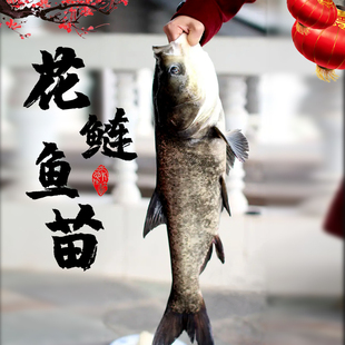 鲢鳙鱼苗淡水 养殖 食用花鲢鱼苗批 发胖头鱼大头鱼淡水鱼苗大全