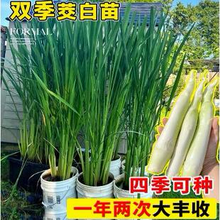 早熟双季茭白苗种四季交白苗高瓜苗老蹲苗杂交高笋种苗水生蔬菜苗