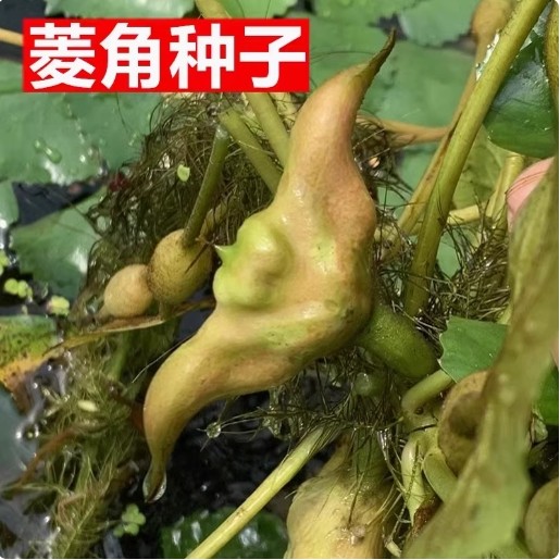 高产菱角种苗四菱角种子发芽老菱水生植物