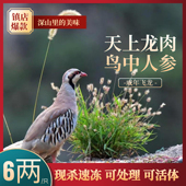 美味鹧鸪鸟飞龙嘎嘎鸡新鲜现杀带毛发货时令滋补年节礼品