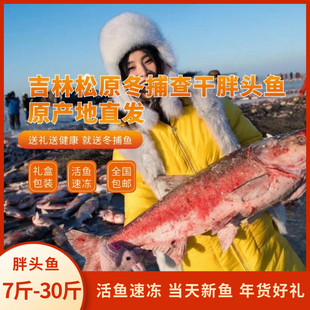 吉林松原冬捕查干胖头鱼东北冬捕冷水胖头鱼淡水湖鱼年货礼盒包邮