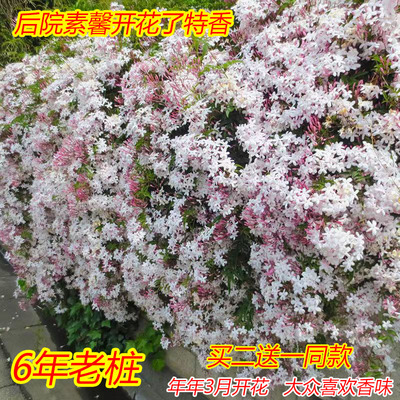 藤蔓植物多花素馨阳台盆栽3月