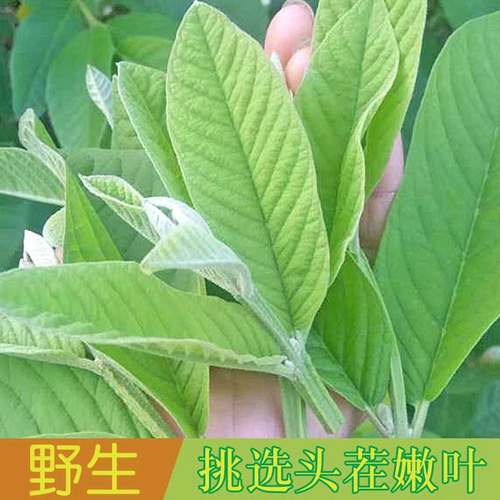 番石榴叶子野生零添加新鲜摘晒干