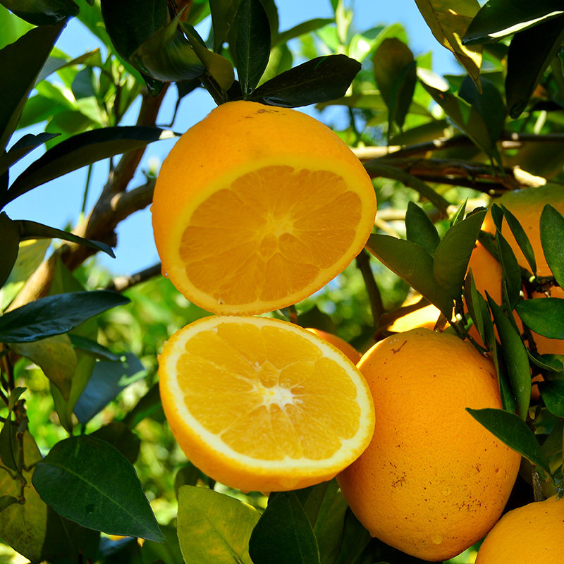 赣南脐橙新鲜橙子应季水果