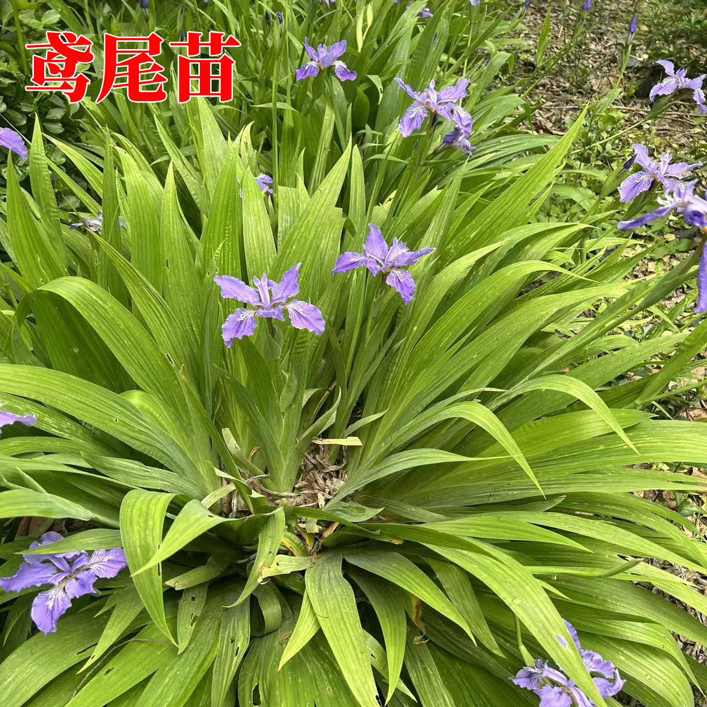 蓝花鸢尾花苗燕尾兰室外多年生