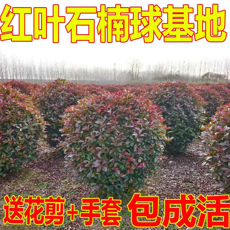 红叶石楠球树苗耐寒耐热庭院