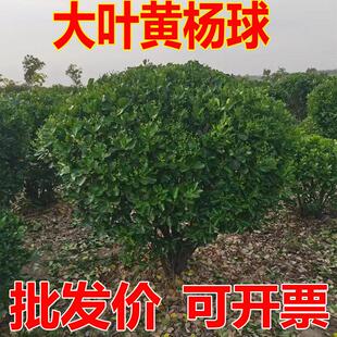 冬青球树苗庭院绿化工程大叶黄杨球卫矛植物耐寒篱笆树苗四季常青