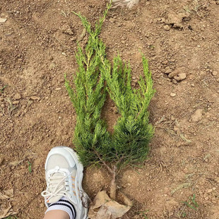 龙柏苗龙柏树苗小龙柏球蜀桧塔柏侧柏扁柏地柏宝塔松树苗四季长青