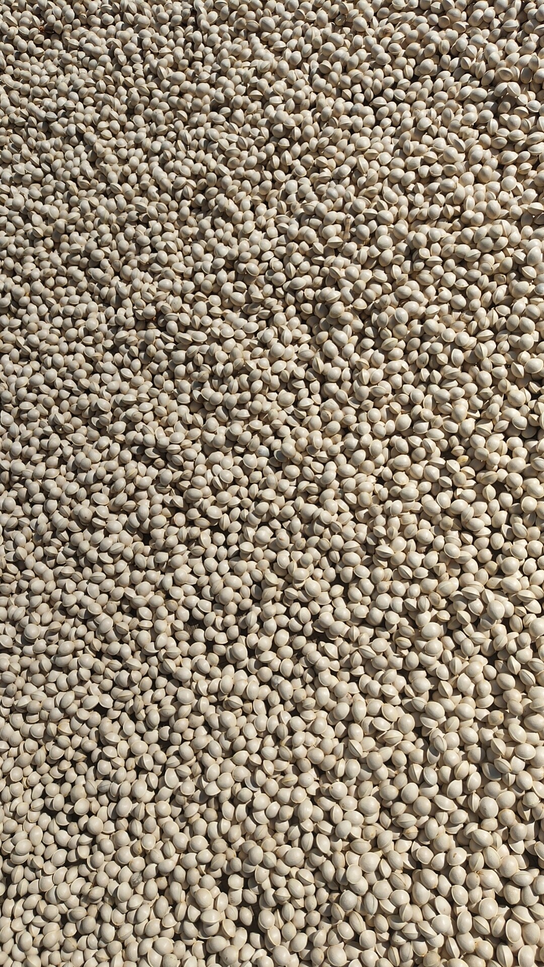 甘肃徽县老树白果银杏果500克