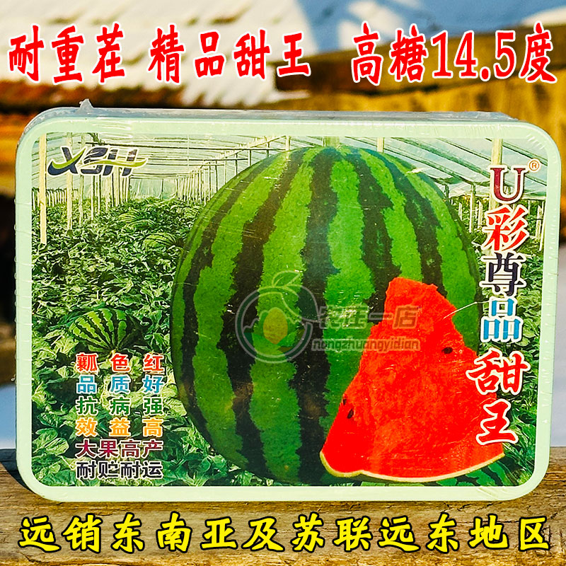 耐重茬甜王西瓜种子种籽短椭圆形