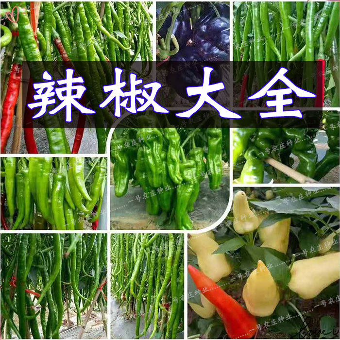 薄皮椒甜椒五彩观赏椒朝天椒线椒辣椒种子苗籽蔬菜种孑春四季播种