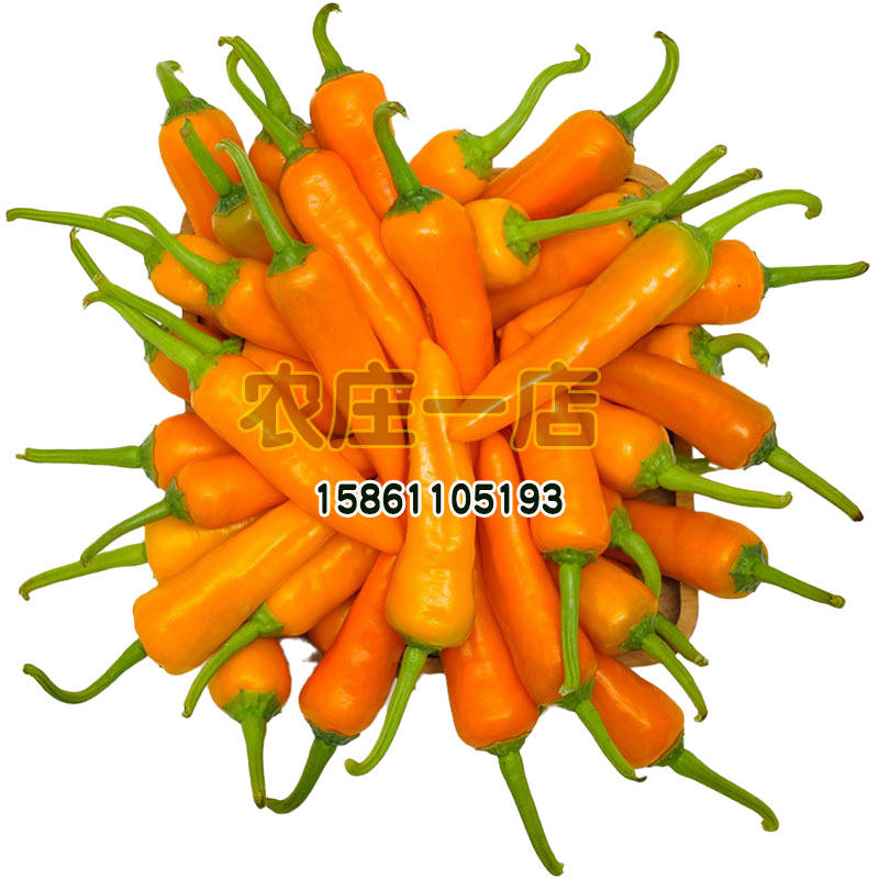 朝天黄朝天椒种子小米椒小米辣种籽野山椒辣椒籽超辣蔬菜泡椒种孑