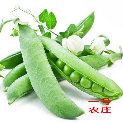 耐寒豌豆种籽蔬菜种子豌豆苗四季