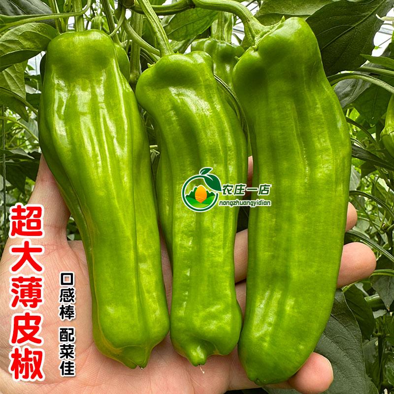 薄皮辣椒种子大果灯笼椒辣椒种籽