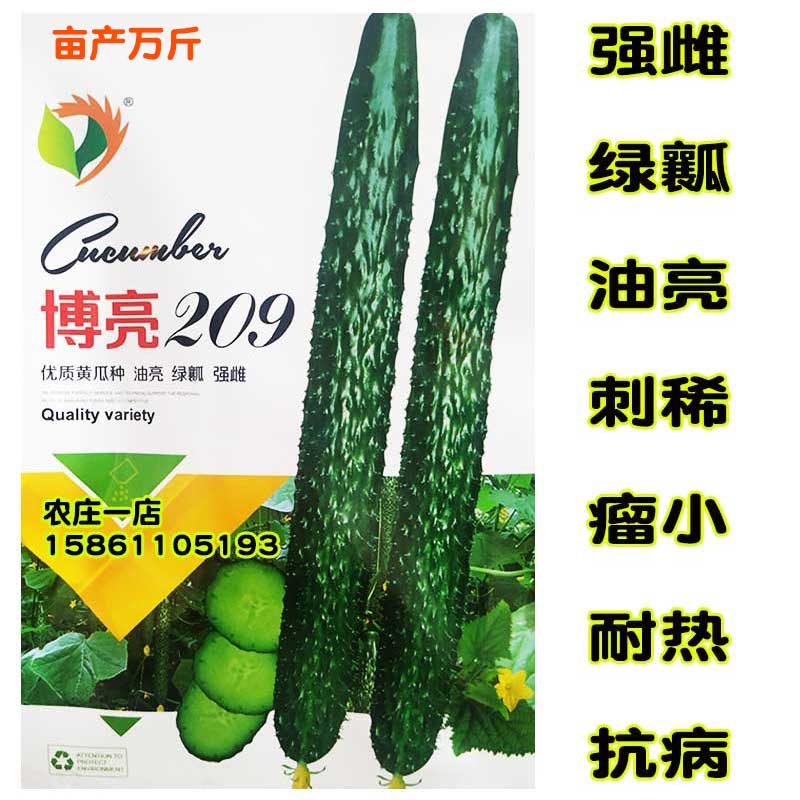 油亮节节有瓜绿心耐热黄瓜种子