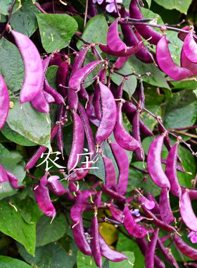 红边扁豆种紫扁豆眉豆种子种籽家庭阳台盆栽菜园易种豆角蔬菜种孑