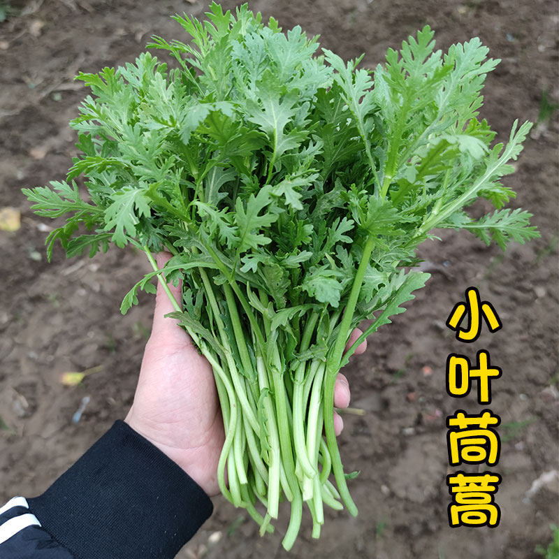 小叶茼蒿种子光杆皇帝菜种孑菊花春夏秋冬四季播盆栽阳台蔬菜种籽