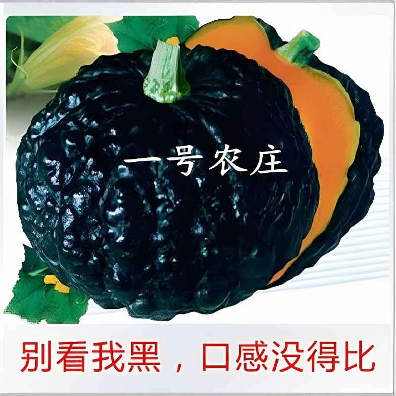 甜糯黑皮南瓜种子小疙瘩型干面粉甜四季老甜蜜蜜南瓜种籽蔬菜种孑