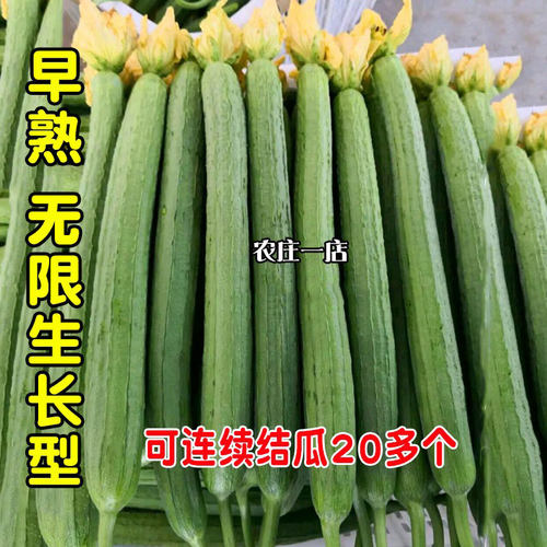 丝瓜种子种籽苗种新品种丝瓜子香特大长巨型早熟高产白孑春季苗秧 - 封面
