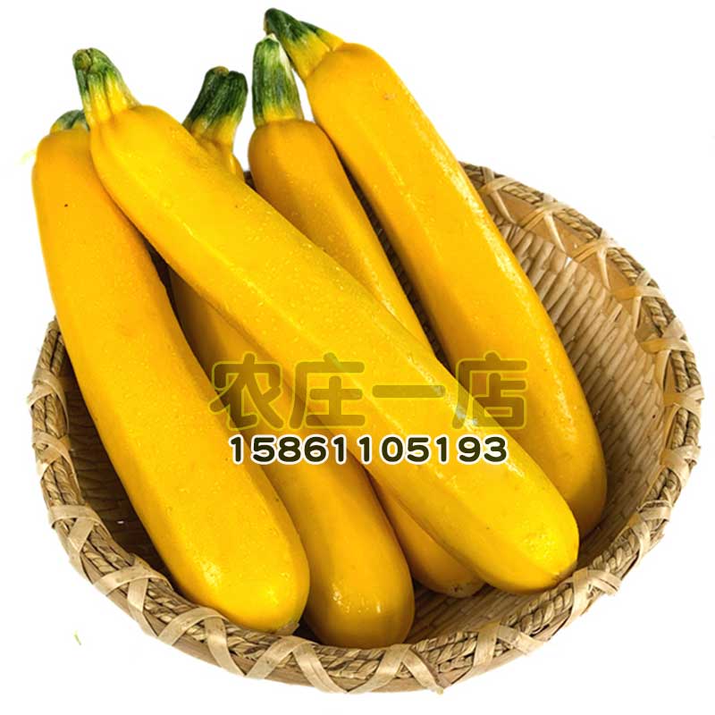 金皮西葫芦,西葫芦_大山谷图库