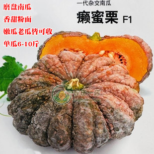 癞蜜栗南瓜种子粉面甜高产板栗香甜四季蔬菜苗春秋菜种籽种孑大全