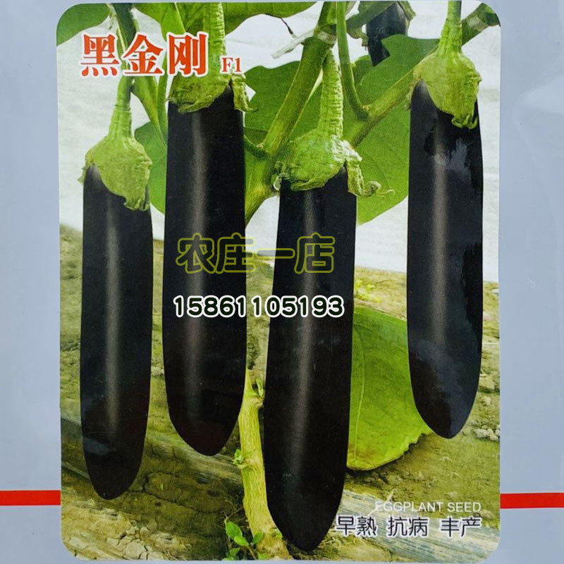 黑金刚长茄子种籽黑色烧烤大棚