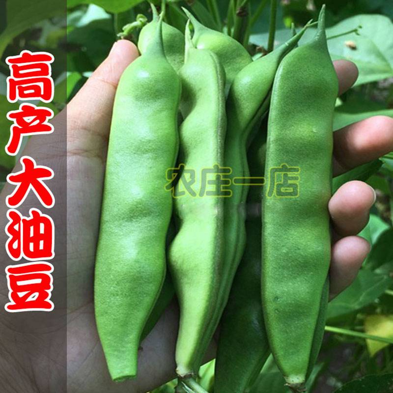 东北将军一点红无丝春秋四季油豆图片