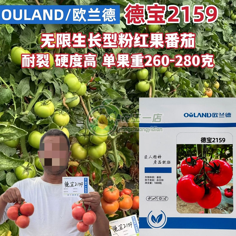 德宝2159番茄种子抗TY病毒叶霉病