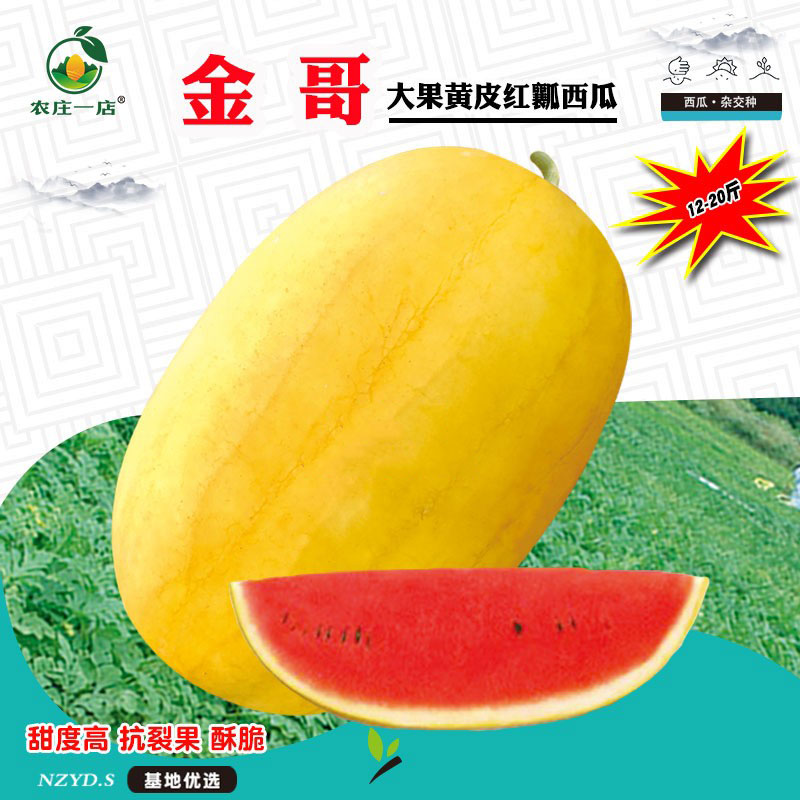 黄皮红肉西瓜种子京欣巨型超大早熟春夏播超甜西瓜种籽四季播种孑