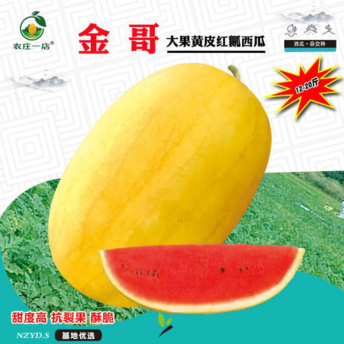 黄皮红肉西瓜种子籽京欣春夏播超