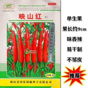 映山红朝天椒种子中早熟高产一代杂交超辣辣椒籽春夏秋冬四季播种