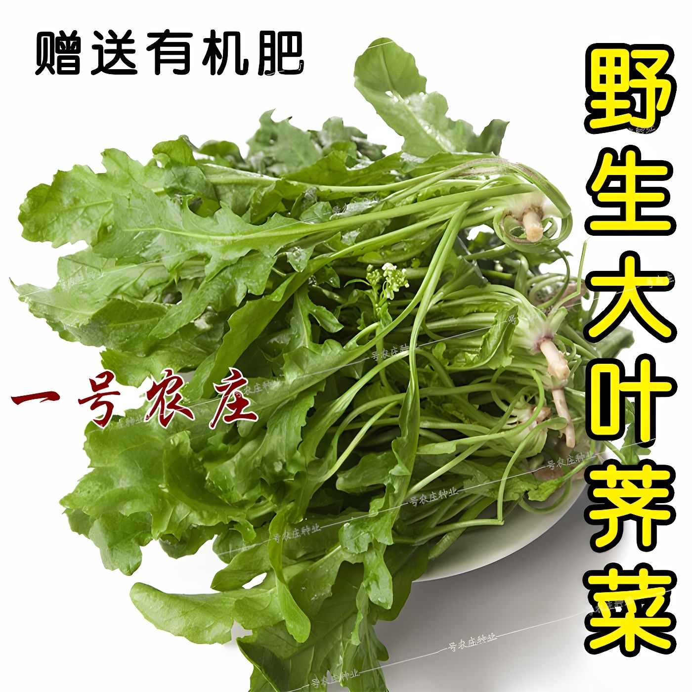 野生蔬菜大叶秋冬季荠菜种子冬季