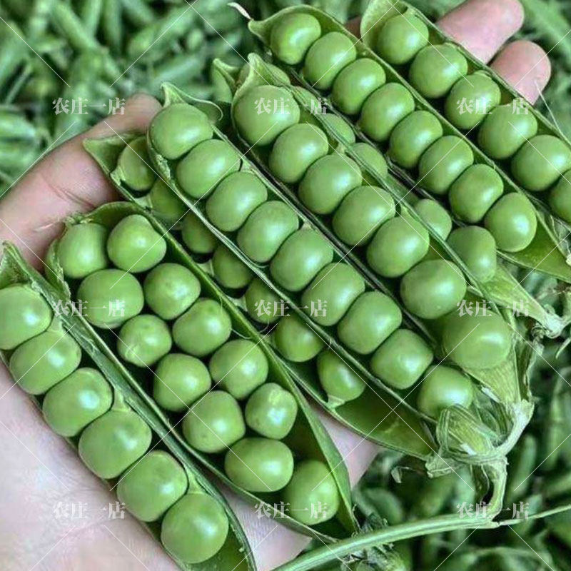 甜脆青豌豆种子豌豆种籽甜苗种台湾长寿仁尖种菜豌豆碗豆种蔬菜孑,鲜花速递/花卉仿真/绿植园艺,家庭园艺种子,淘宝优惠券,粉丝福利购,淘宝优惠卷