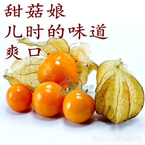 姑娘果灯笼果种子种籽红甜黄菇娘