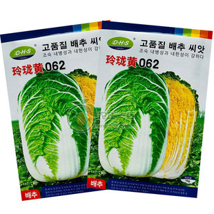 玲珑黄062大白菜种子春播早熟黄芯白菜种籽可做娃娃菜种孑口感好