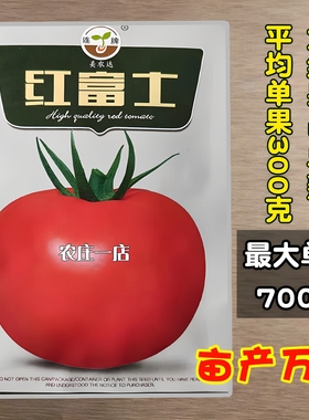 大红番茄种子西红柿种籽子孑大果300-700克耐高温干旱硬果耐运输