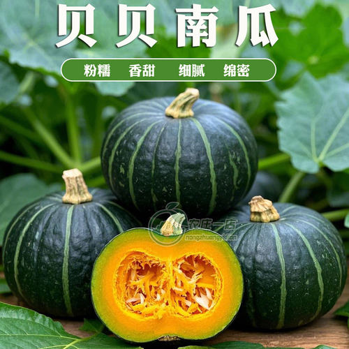 绿贝贝迷你小南瓜种子板栗四季苗