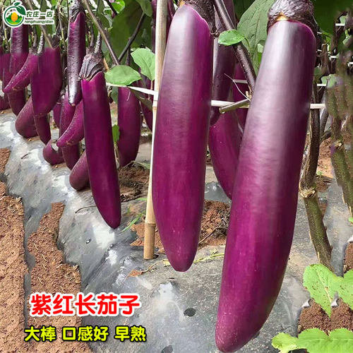 紫长茄子种籽大全大烧烤茄子种子