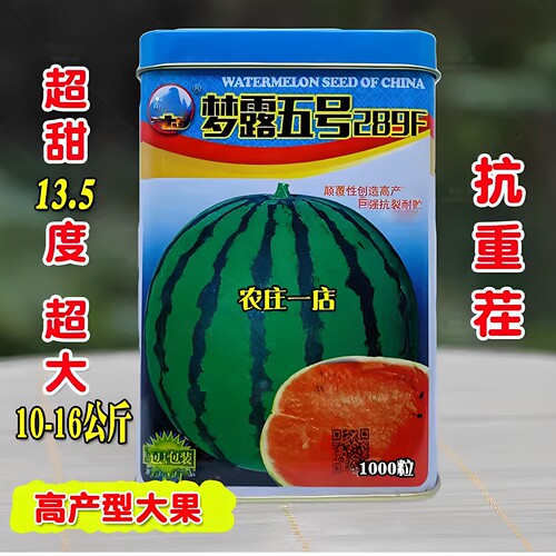 特大中熟抗重茬西瓜种籽种子超甜