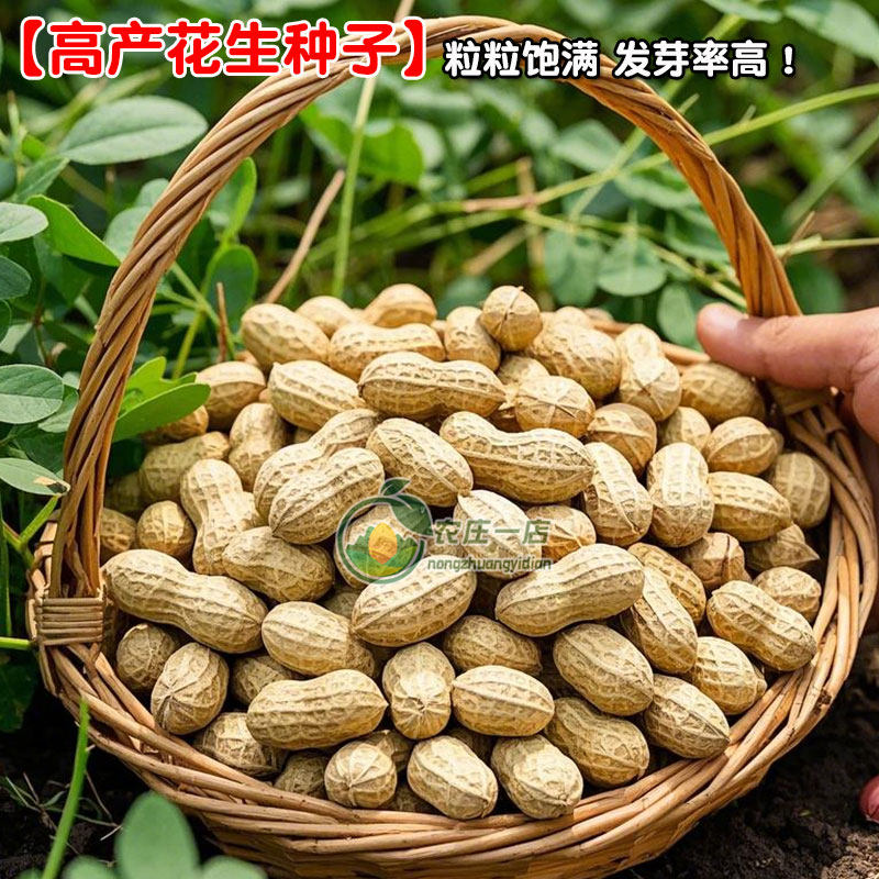 高产花生种子薄壳四粒红花生种籽图片