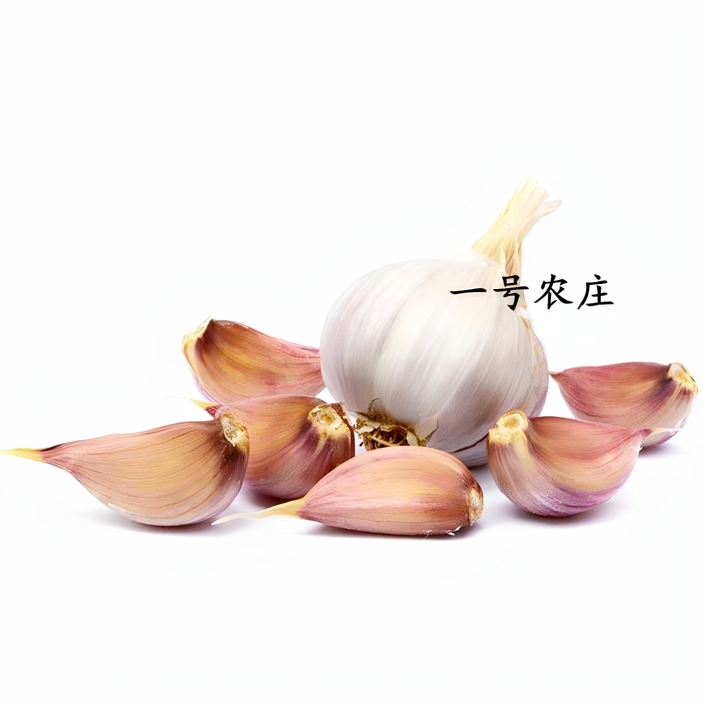 大蒜种子种籽有蒜苔大蒜头蒜种