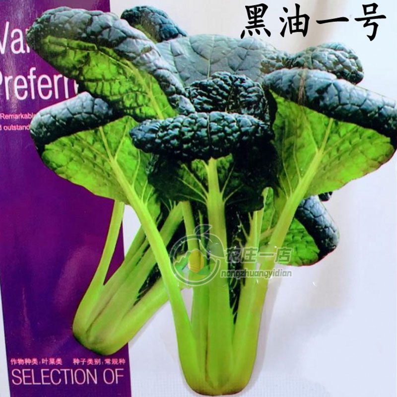 黑油一号春不老秋冬季种植蔬菜籽