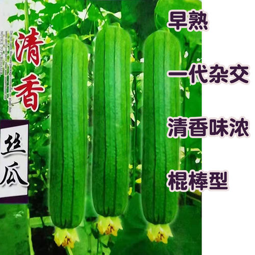 短棒25cm翠绿不变色四季丝瓜种子