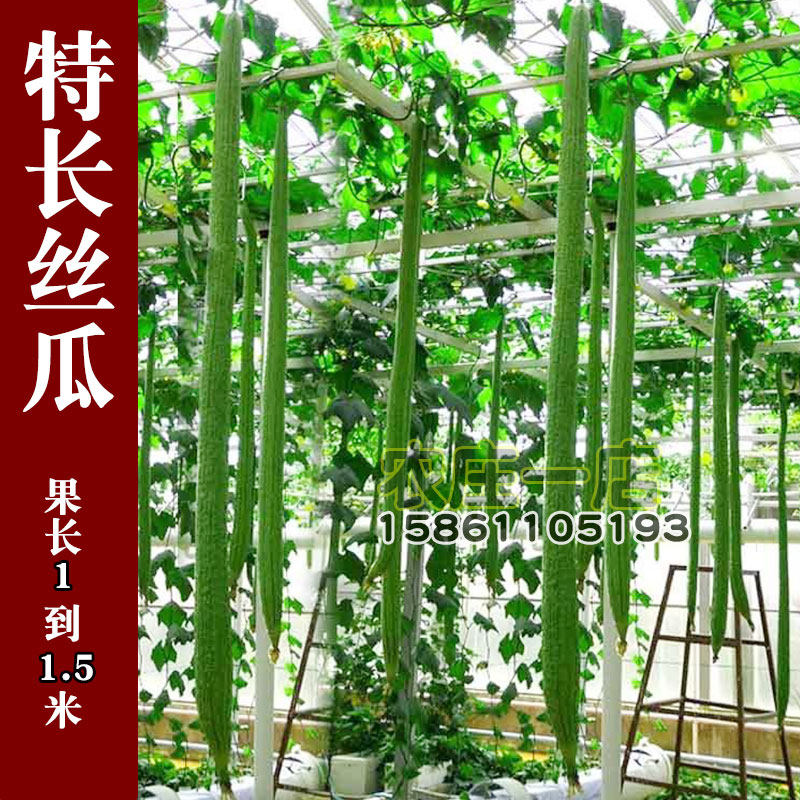 特长丝瓜种子巨型超长蛇形种孑爬藤蔬菜种籽盆栽四季春季夏季秋季