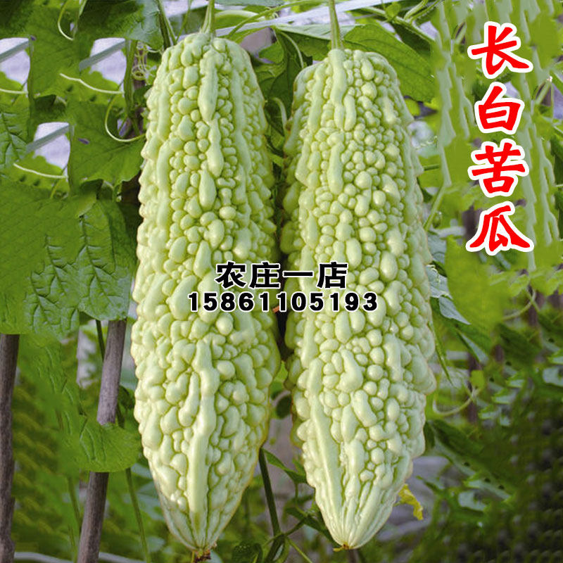 白玉苦瓜种籽长白苦瓜籽阳台凉瓜种子春秋冬季苗四季春季蔬菜种孑