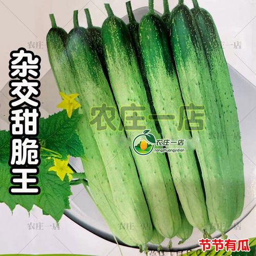 杂交甜脆王黄瓜种子四季水果蔬菜