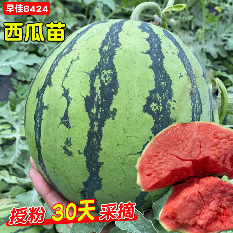 8424西瓜苗秧懒汉麒麟西瓜苗秧苗
